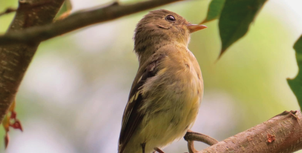 pajaro