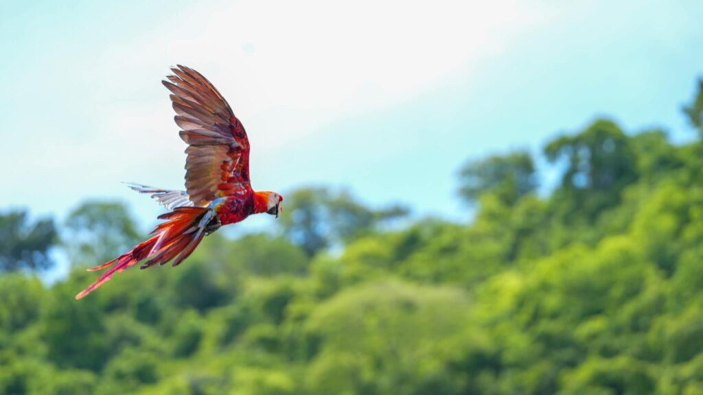 liberación del guacamaya fest