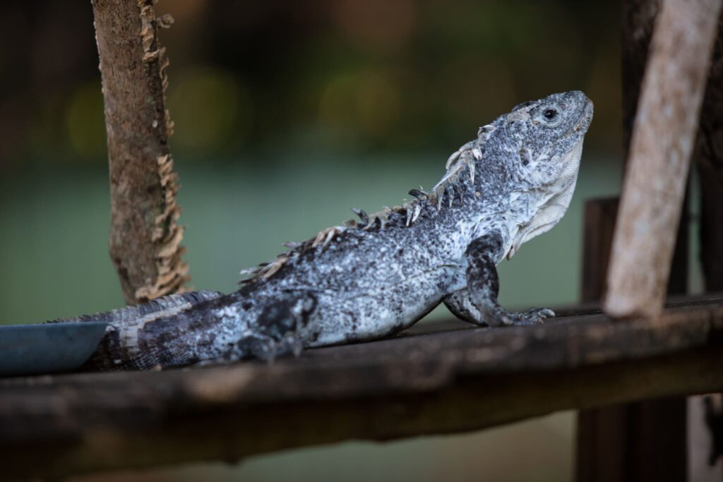 Iguana Espinoza