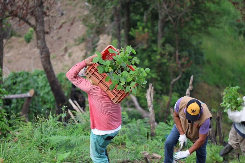 Jornada de reforestación OGD